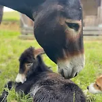 Farmház Hitton Sejours Nature
