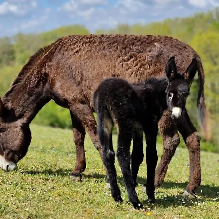 Hitton Sejours Nature Farm stay